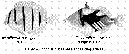 Acanthurus triostegus,Rhinecanthus aculeatus