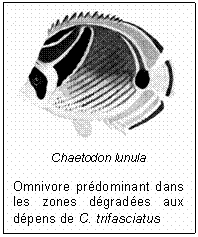 Chaetodon lunula