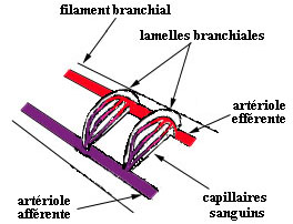 Branchie et systéme respiratoire d'un poisson (arc branchial, branchiospine)