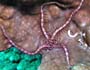 Biodiversit des tres vivants du lagon