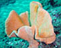 Biodiversit des tres vivants du lagon