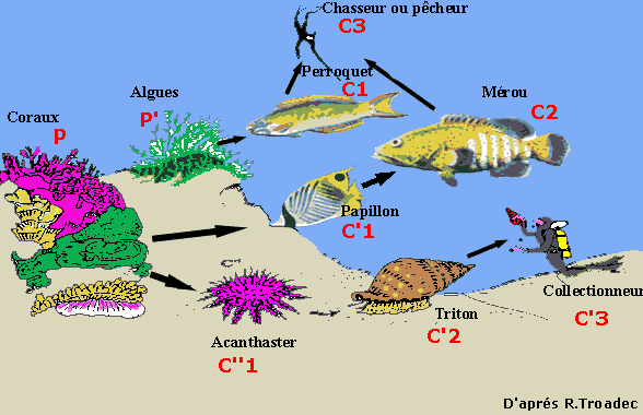 Acanthaster, surexploitation, surpche, perturbent le milieu corallien