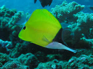 Poisson pincette