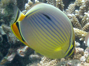Poisson papillon