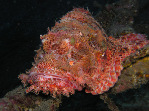 Poisson scorpion